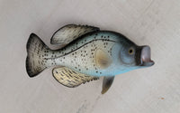 Crappie Fish Magnet 3.5" x 1.75" Nautical decor