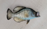 Crappie Fish Magnet 3.5" x 1.75" Nautical decor