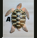 Sea Turtle 15"x 12.5 Replica wall decor