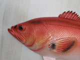 Red Snapper 18" Replica decor