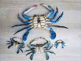 Blue Crab 3D wall replica