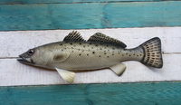 Sea Trout 28"