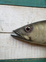 Sea Trout 28"