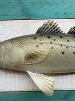Sea Trout 28"