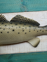 Sea Trout 28"