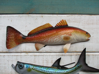 Redfish Snook Tarpon Replica 12" wall decor