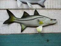 Redfish Snook Tarpon Replica 12" wall decor